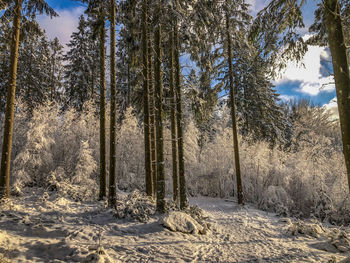 Trees on field in forest during winter