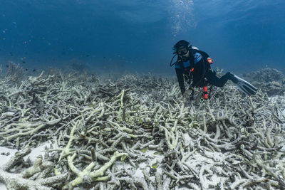 Diver exploring stackhorn coral at the great barrie reef