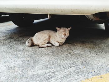 Cat lying down on car