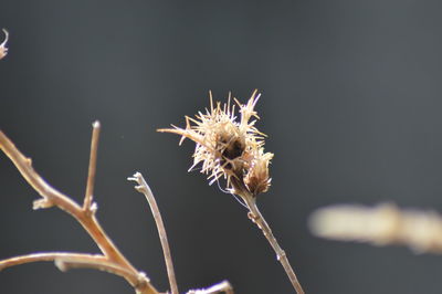 Close-up of wilted thistle