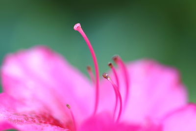 Close-up of pink flower