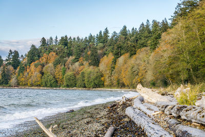 An autumn view of the shoreline at lincoln park in west seattle, washington.