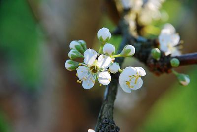 Close-up of cherry blossom on tree branch