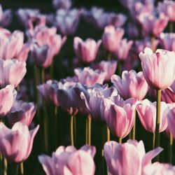 Close-up of pink tulips