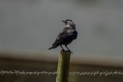 Close-up of bird perching on wooden post