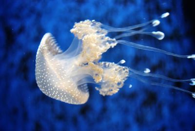 Close-up of jellyfish swimming in sea