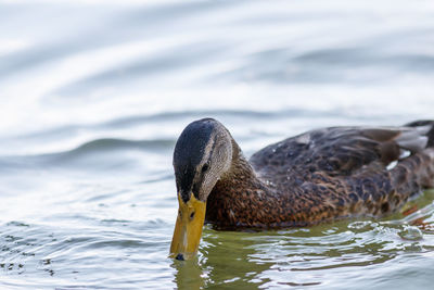 Duck swimming in a lake