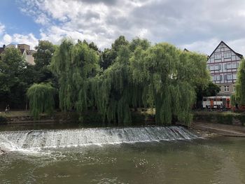 Trees and plants by river against buildings