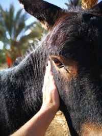 Close-up of hand feeding cat