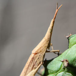 Close-up of lizard on tree