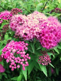 Close-up of pink flowers blooming outdoors