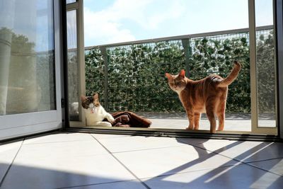 Cat sitting on window