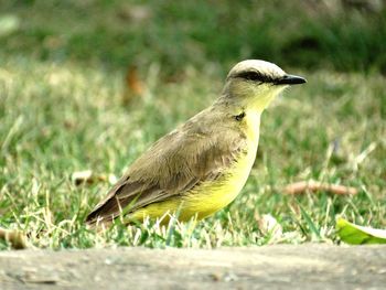 Close-up of bird perching on grass