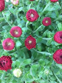 Close-up of strawberry growing on plant