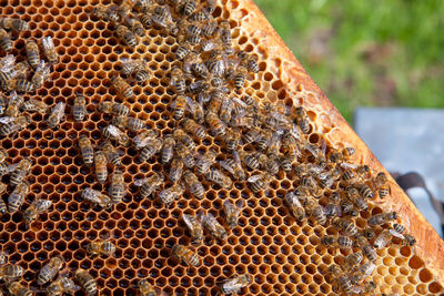 Close-up of bee on field