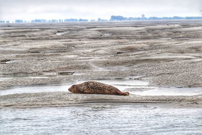 Seal lying on the beach