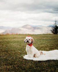 Dog sitting on a field