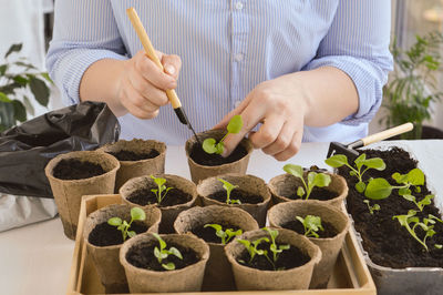 Close-up of the hands of a woman who transplants petunia seedlings with a scoop. 