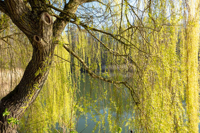 Scenic view of lake in forest