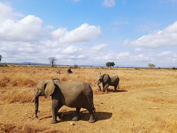 Close encounter with a family of elephants during the safari experience