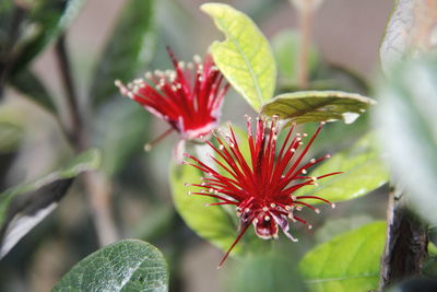 Close-up of red flowering plant