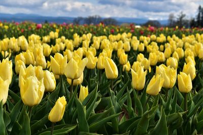 Close-up of yellow tulip flowers in field