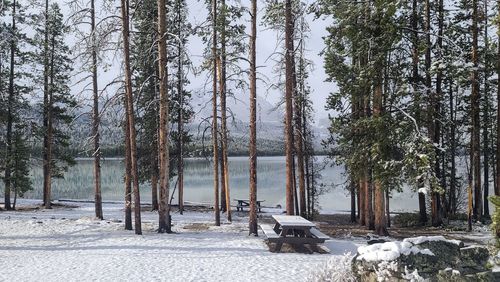 Trees in forest during winter