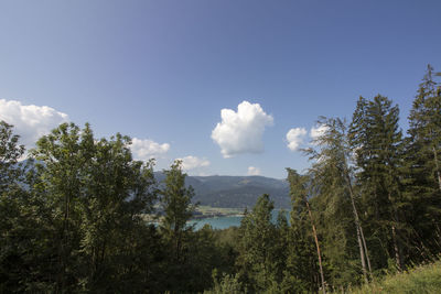 Scenic view of forest against sky