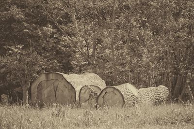 Hay bales on field