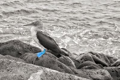 Bird perching on rock in sea