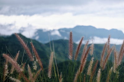 Close-up of grass growing on field against sky