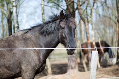 Horse in paddock