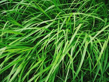 Full frame shot of bamboo on field