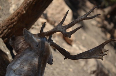 Close-up of deer