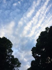 Low angle view of trees against rainbow in sky