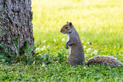 Squirrel on tree trunk