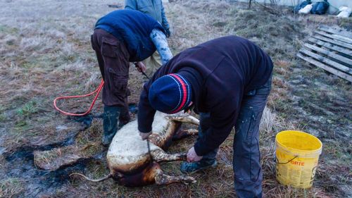 High angle view of men cutting pig on field