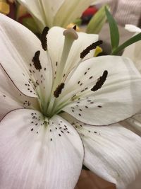 Close-up of white lily
