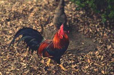 View of a bird on field