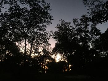 Low angle view of silhouette trees in forest against sky