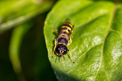 Close-up of insect on leaf