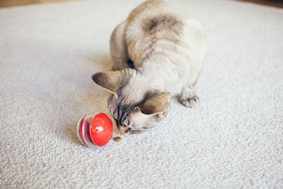 High angle view of a dog