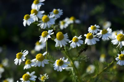 Close-up of fresh white flowers blooming outdoors