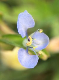 Close-up of purple flowers blooming