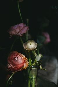 Close-up of pink rose
