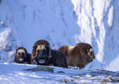 American bison standing on snowcapped mountain