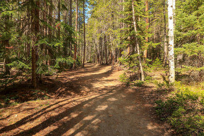 Dirt road amidst pine trees in forest