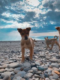 View of dog on beach