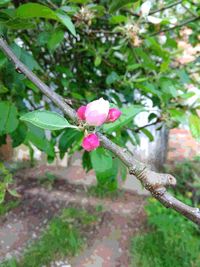 Close-up of pink flowering plant
