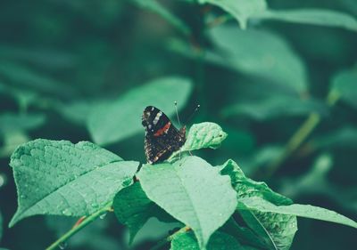 Close-up of butterfly on leaf